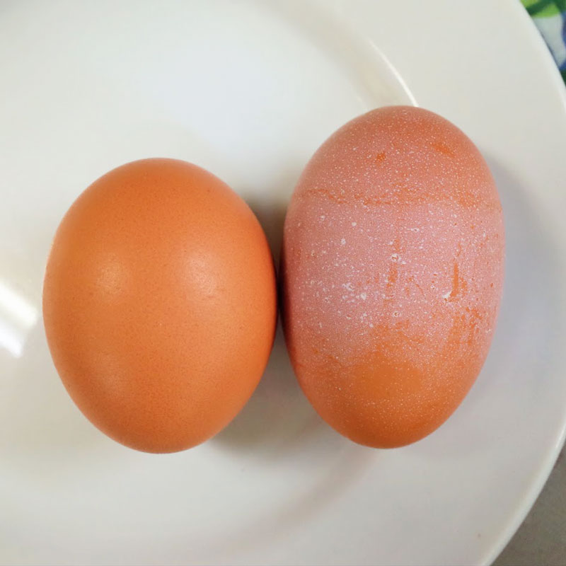 普通の卵と双子の卵