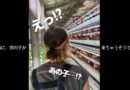 え！？男の子来ちゃったの？？雄鶏が混ざってました(笑)