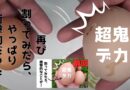 【衝撃再び】デカいたまごを割ってみたら、中から…！！！