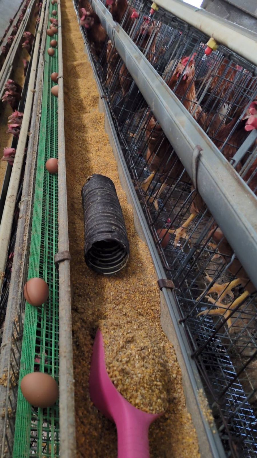 養鶏場の裏側公開】鶏たちにきちんとエサを与えるための修繕をする
